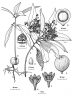 Endiandra palmerstonii