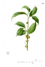 Ficus heteropleura