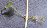 Parthenocissus semicordata