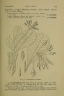 Ixonanthes icosandra