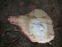 Elaeocarpus finisterrae