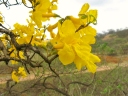 Handroanthus billbergii