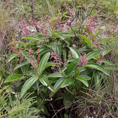 Miconia ciliata