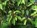 Elaeocarpus bifidus