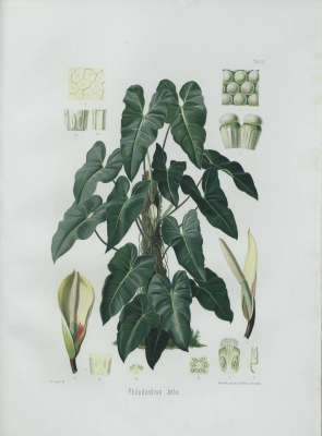Philodendron imbe