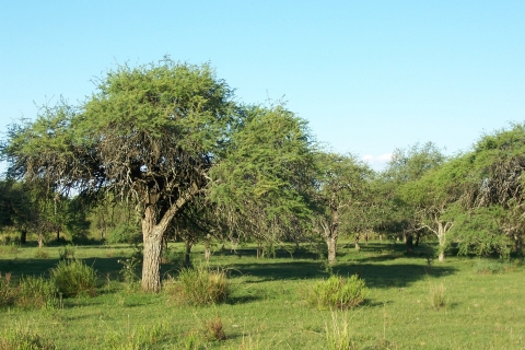 Prosopis nigra