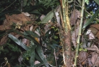 Daemonorops periacantha