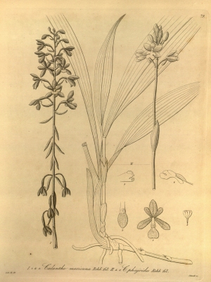 Calanthe calanthoides