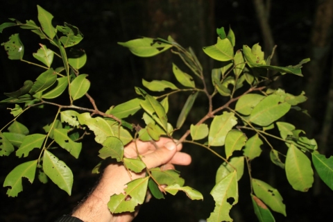Gilletiodendron pierreanum