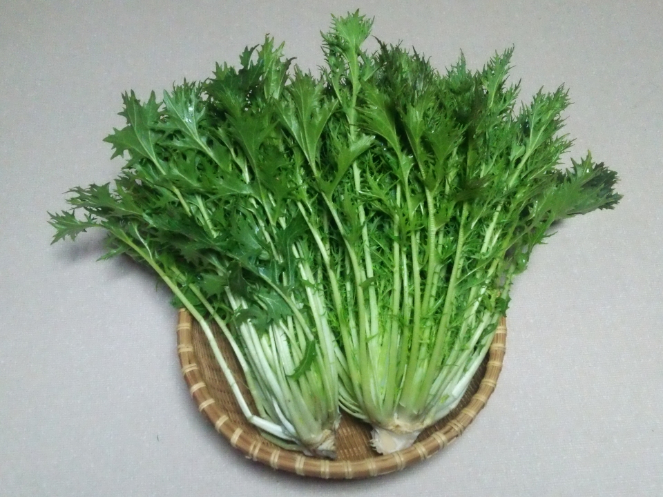 Brassica rapa nipposinica