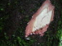 Elaeocarpus leucanthus