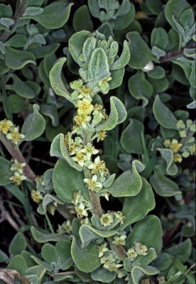 Tetragonia decumbens