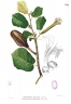 Pterospermum diversifolium
