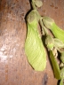 Gallesia integrifolia