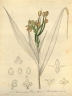Selenipedium chica
