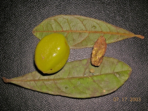 Buchenavia oxycarpa