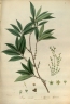 Hypericum japonicum