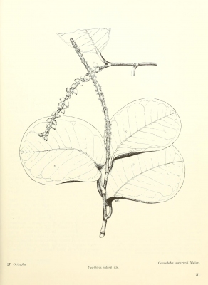 Coccoloba swartzii