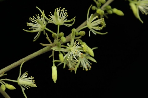 Heliocarpus mexicanus