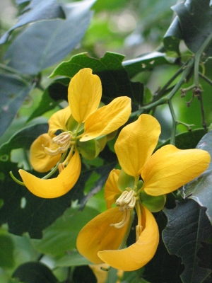 Senna quinquangulata