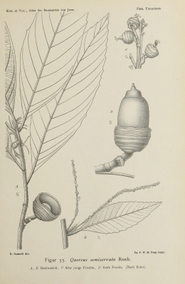 Quercus semiserrata