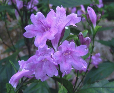 Strobilanthes cusia