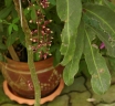 Lepisanthes fruticosa