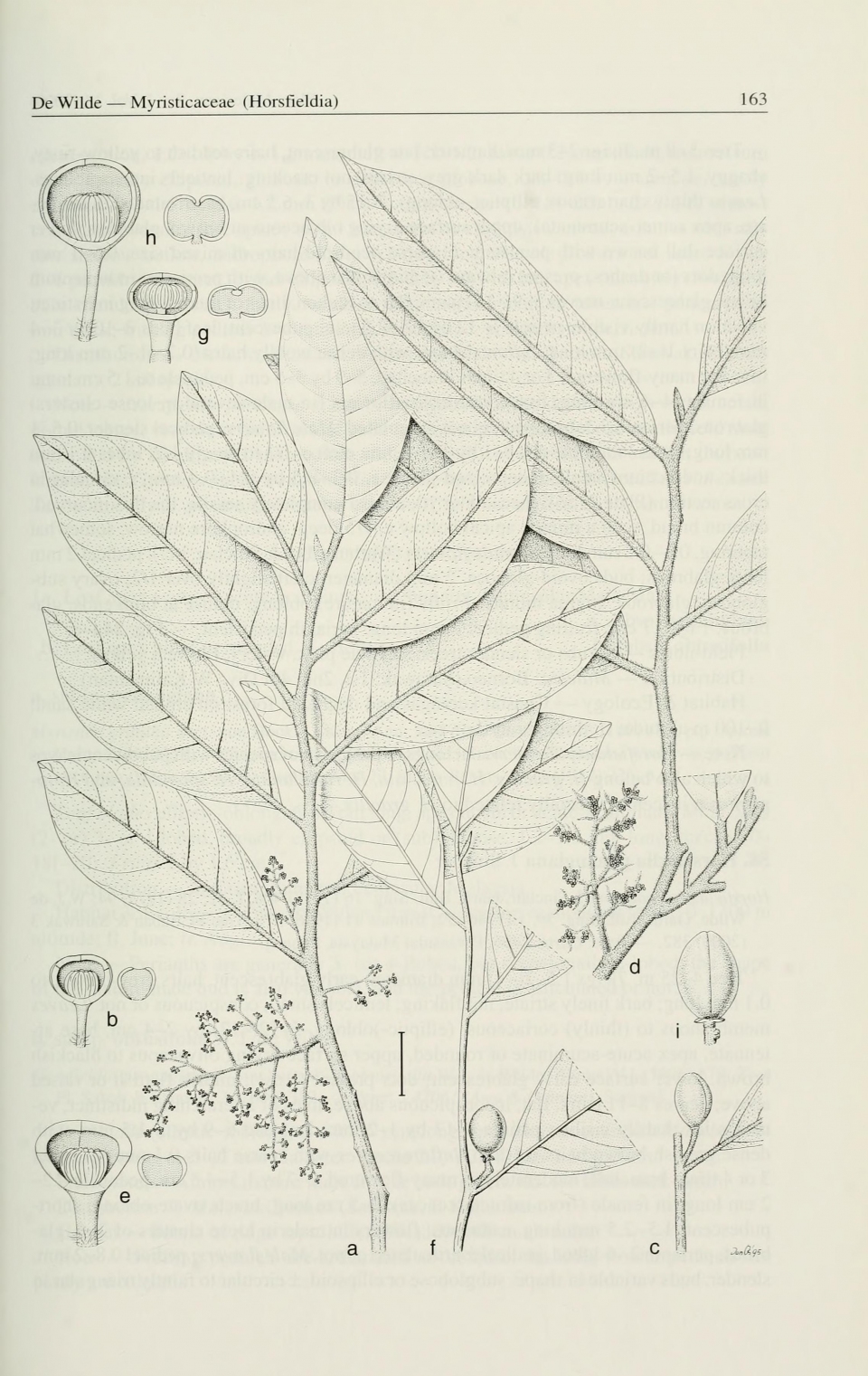 Horsfieldia reticulata