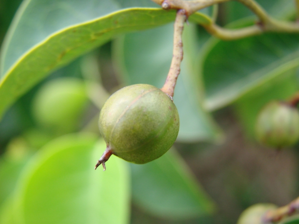 Maprounea guianensis