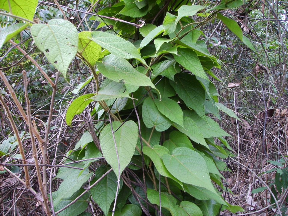 Albertisia villosa