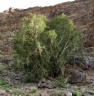 Ficus cordata
