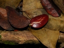 Peltogyne purpurea