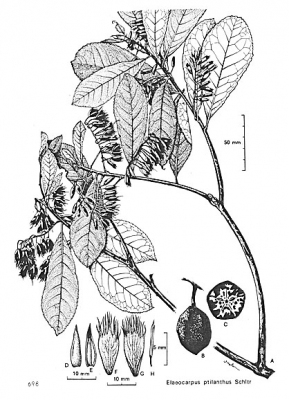 Elaeocarpus ptilanthus