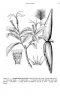 Strophanthus divaricatus