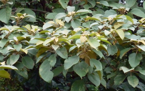 Cordia platythyrsa