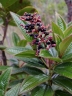 Miconia ciliata