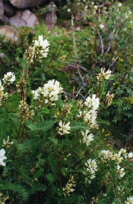 Astragalus garbancillo
