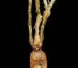 Euphorbia cuneata