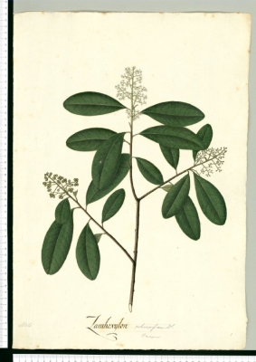 Zanthoxylum schreberi