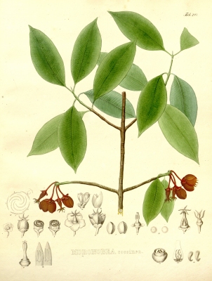 Moronobea coccinea