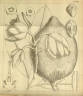 Pentadesma butyracea