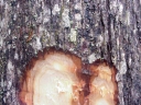 Elaeocarpus blepharoceras
