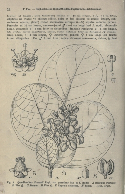 Spondianthus preussii