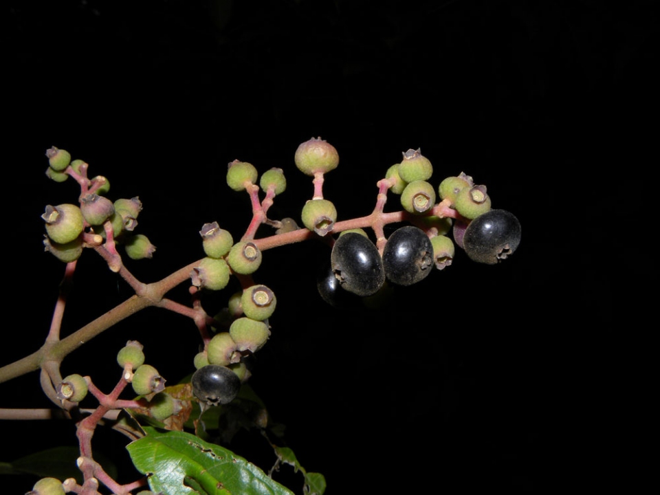 Miconia doniana