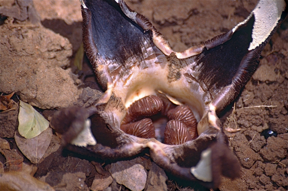 Hydnora esculenta