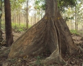 Pterocarpus dalbergioides