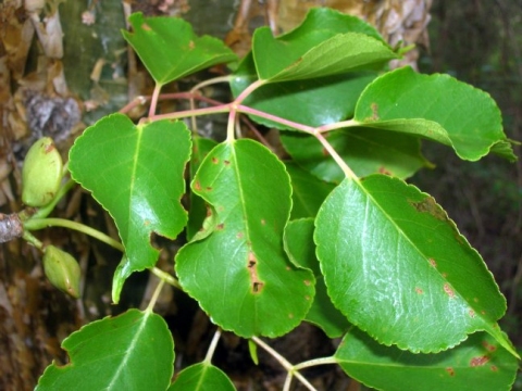 Commiphora pterocarpa