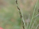Eragrostis curvula