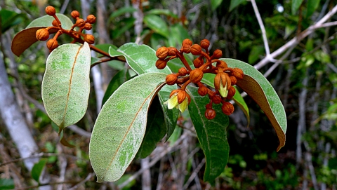 Vismia guianensis