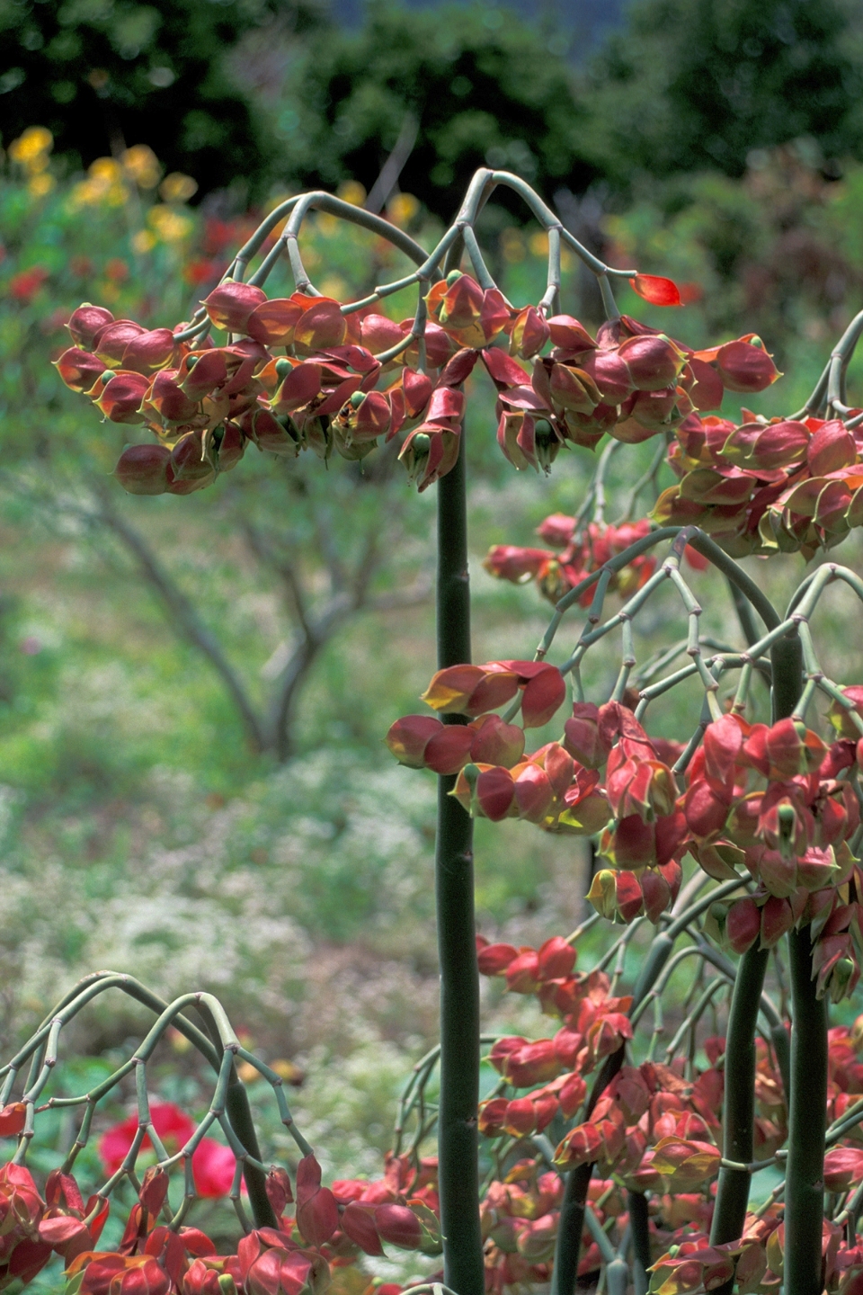 Euphorbia bracteata